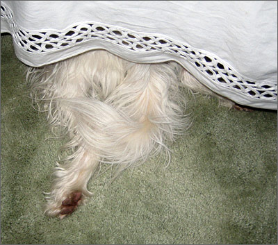 Partial dog hanging out