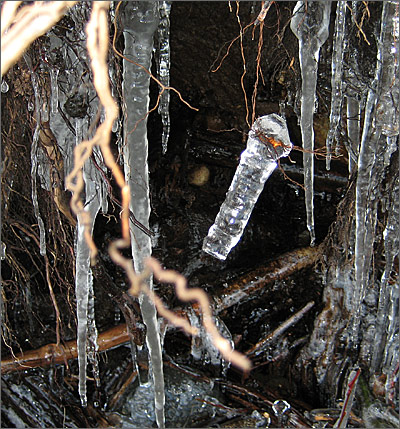 Root holds icicle suspended