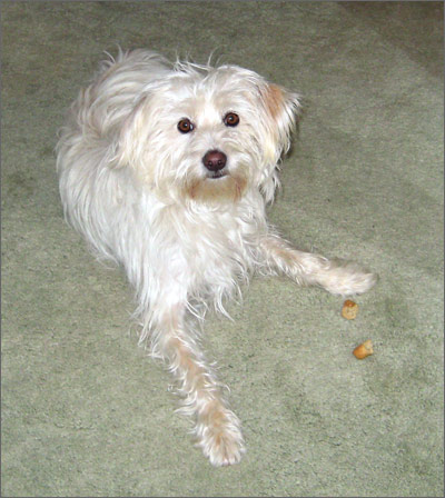 Normal Fritzi