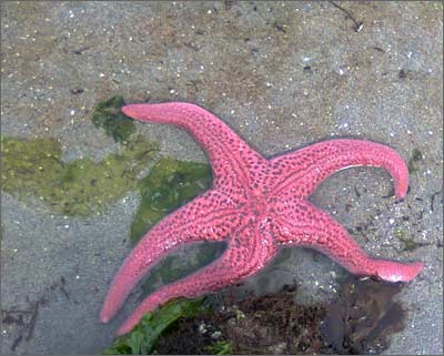 Pink star fish, only visible on low tide in summer