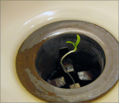 My sink is growing