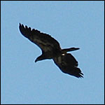 flying eagle