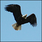 flying eagle