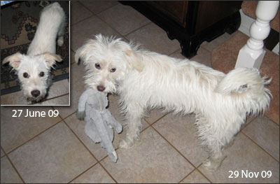 Fritzi, now one year old