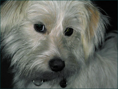 Fritzi is one year old