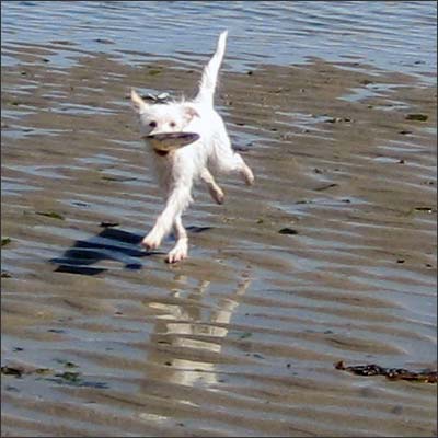 Wet, sandy, dirty, running Fritzi