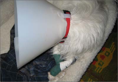 Cone-head Fritzi... undignified!