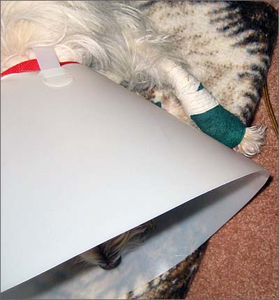 Cone-head Fritzi... undignified!