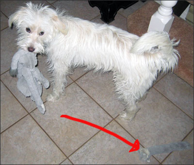 dismembered elephant