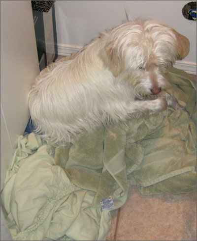 Fritzi's favourite place on laundry day