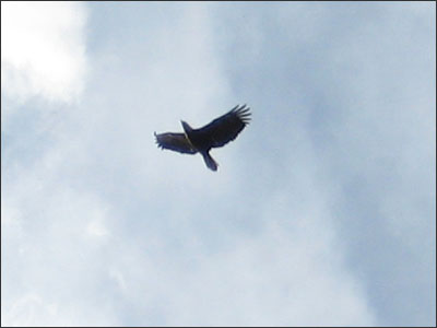 Eagle in Kye Bay