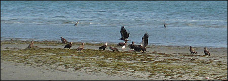 Eagles attacking a heron