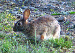 rabbits everywhere...