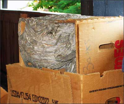 Huge wasp nest