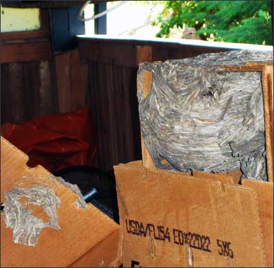 Huge wasp nest