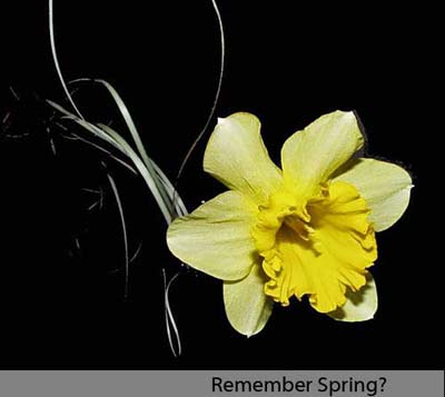 A touch of Spring
