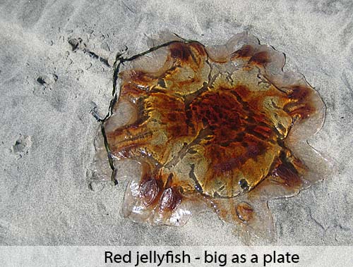 Red jellyfish