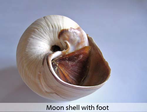 Moon shell with foot