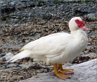 Red Faced Muskovy Duck