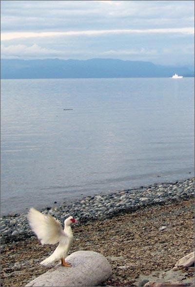 Stretching and fluttering duck